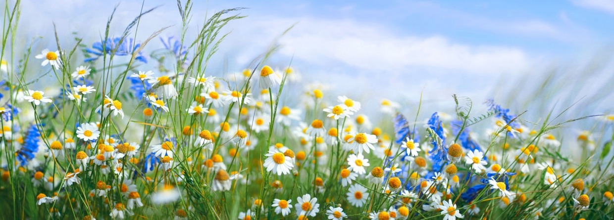 Mooie veldweide met bloemen als kamille, blauwe wilde erwten in de ochtend tegen blauwe lucht met wolken