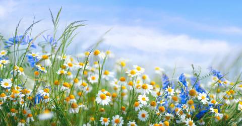 Mooie veldweide met bloemen als kamille, blauwe wilde erwten in de ochtend tegen blauwe lucht met wolken